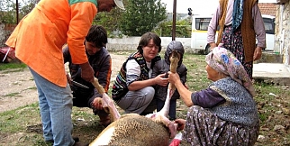 ''KURBAN BAYRAMI 2014'' (2014/Ekim-Ş. Işık)